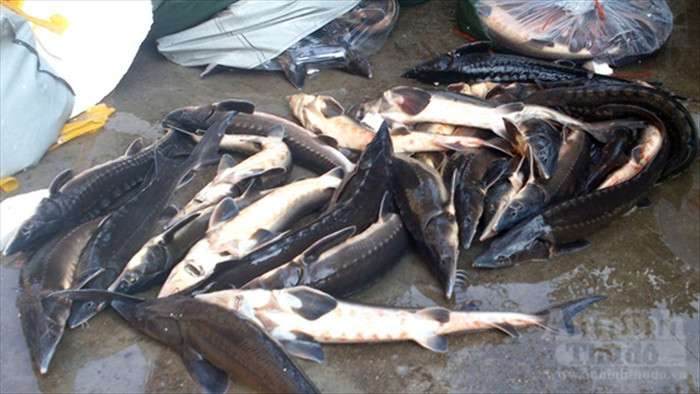 Doanh nghiệp Việt tiếp tay tẩu tán hàng chục tấn cá tầm Trung Quốc độc hại  - 1