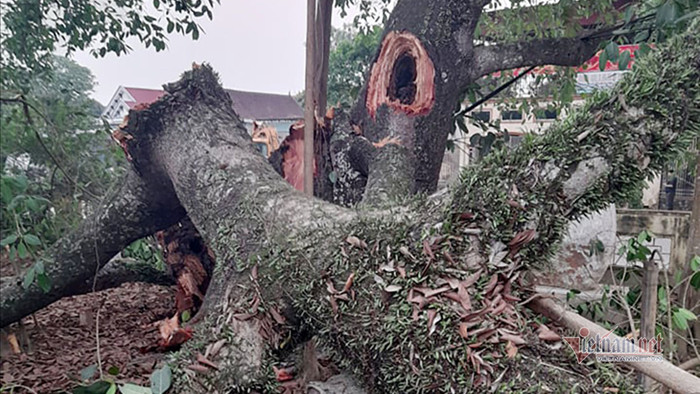 Gãy cây đa cổ thụ 300 năm tuổi ở Nghệ An, 4 học sinh gặp nạn