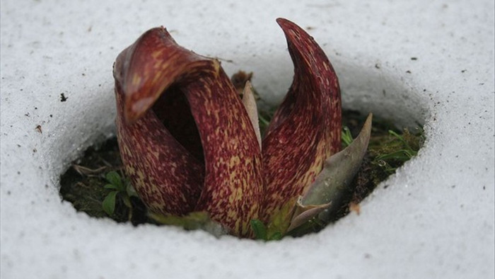 Loài thực vật kỳ lạ đâm chồi nảy mầm sẽ khiến băng tuyết tan thành nước - 1