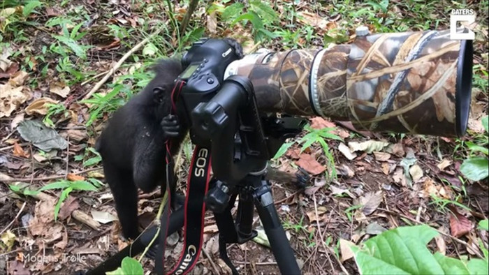 Hài hước khoảnh khắc khỉ sử dụng máy ảnh như nhiếp ảnh gia chuyên nghiệp - 1