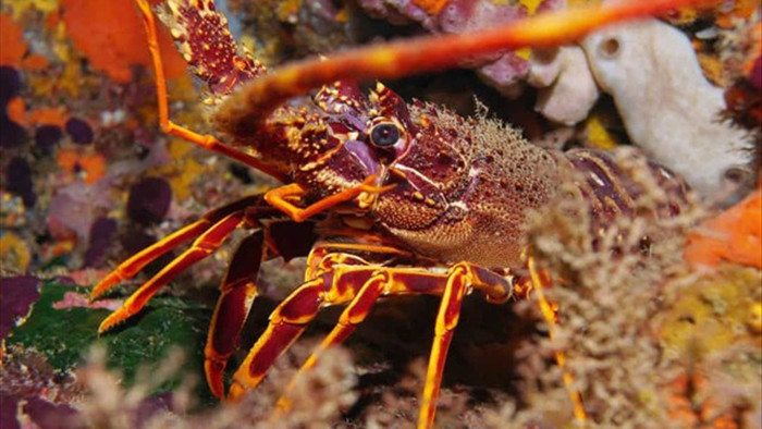 Sự thật đáng kinh ngạc về các sinh vật dưới biển sâu - 7