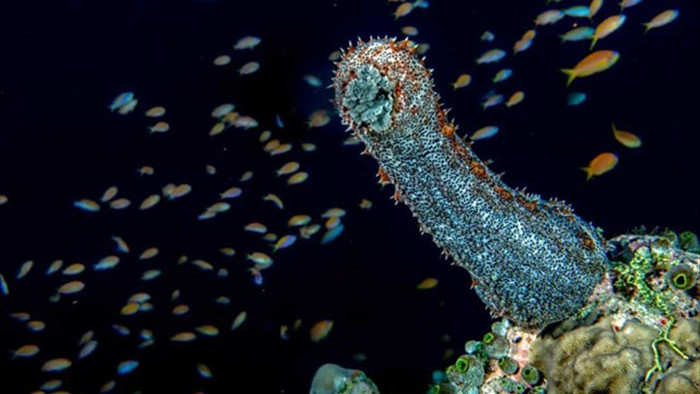 Sự thật đáng kinh ngạc về các sinh vật dưới biển sâu - 8