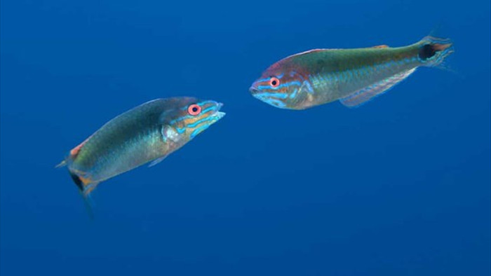 Sự thật đáng kinh ngạc về các sinh vật dưới biển sâu - 9
