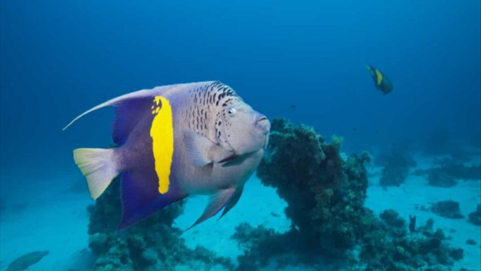 Sự thật đáng kinh ngạc về các sinh vật dưới biển sâu - 10