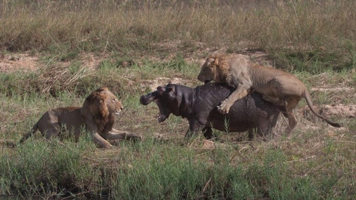 Chùm ảnh: Hà mã và cuộc chiến sống còn với những con sư tử đói - 1