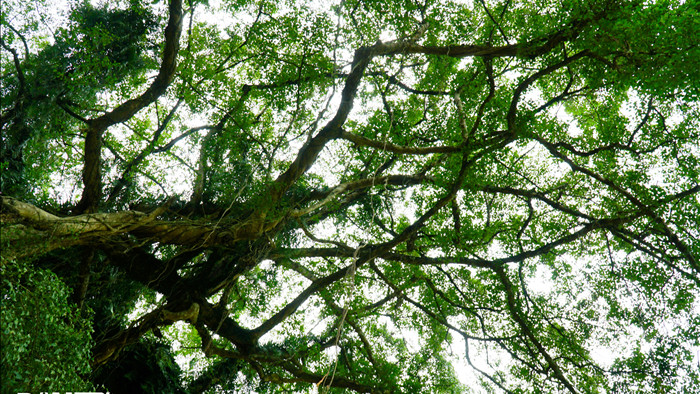 Tận mắt thấy cây ma làng tồn tại hơn 8 thế kỷ ở Hòa Bình - 7
