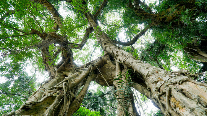 Tận mắt thấy cây ma làng tồn tại hơn 8 thế kỷ ở Hòa Bình - 9