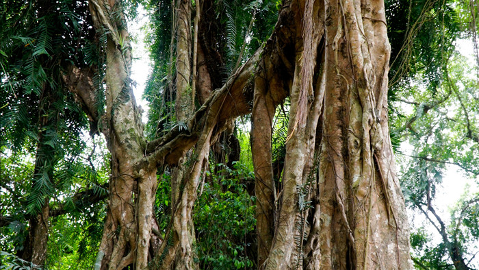 Tận mắt thấy cây ma làng tồn tại hơn 8 thế kỷ ở Hòa Bình - 6
