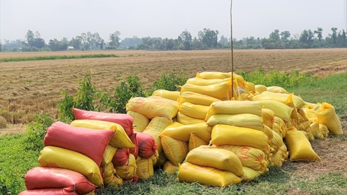 Lúa chín đầy đồng, cò ép giá, nông dân như ngồi trên đống lửa - 1 Lúa chín đầy đồng, cò ép giá, nông dân như ngồi trên đống lửa - 1