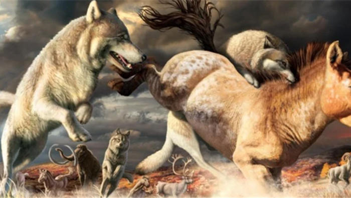 Loài sói đã vượt qua vụ tuyệt chủng hàng loạt cuối Kỷ băng hà như thế nào? - 1