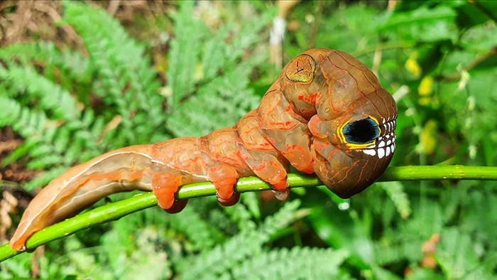 Loài sâu bướm này bắt chước một chiếc đầu lâu đáng sợ để đe dọa những kẻ săn mồi có ý định tấn công chúng - Ảnh 2.