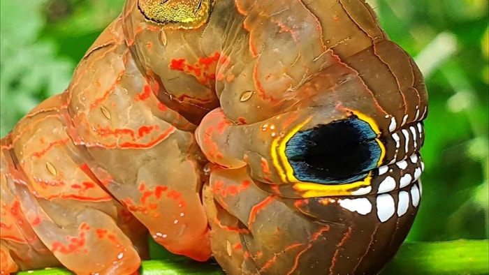Loài sâu bướm này bắt chước một chiếc đầu lâu đáng sợ để đe dọa những kẻ săn mồi có ý định tấn công chúng - Ảnh 3. Loài sâu bướm này bắt chước một chiếc đầu lâu đáng sợ để đe dọa những kẻ săn mồi có ý định tấn công chúng - Ảnh 3.