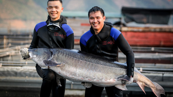 Xuất hiện đàn cá tầm khổng lồ Beluga ở Sơn La?