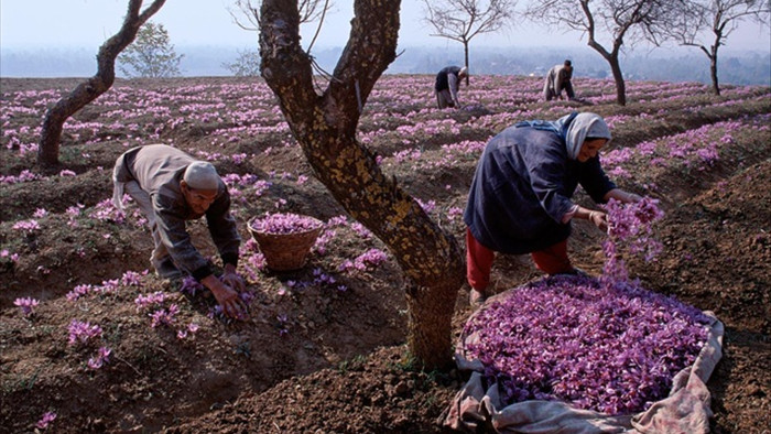 Bí mật thu hoạch những bông hoa cho thứ đắt đỏ… hàng trăm triệu đồng kg - 1