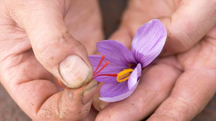 Bí mật thu hoạch những bông hoa cho thứ đắt đỏ… hàng trăm triệu đồng kg - 2