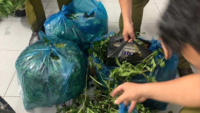Phát hiện loạt giỏ lớn bên ngoài phủ rau xanh bên trong toàn hàng cấm - 1 Phát hiện loạt giỏ lớn bên ngoài phủ rau xanh bên trong toàn hàng cấm - 1