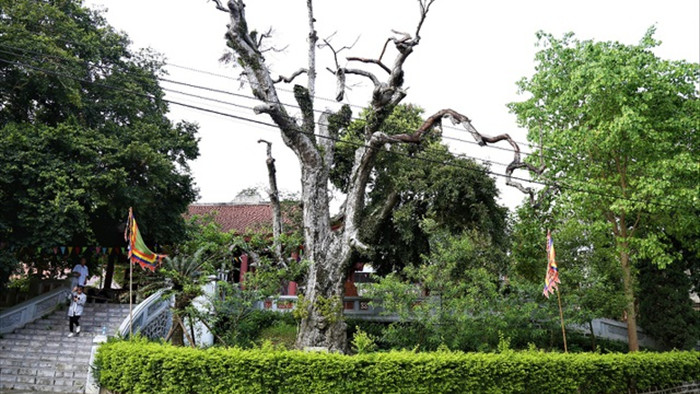 Mục sở thị cây táu cổ thụ hơn 2000 năm tuổi ở Phú Thọ - 1