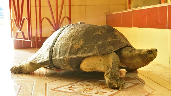  Lạ kỳ ngôi chùa có những cụ rùa trăm tuổi... ăn chay, ngủ mùng - 1