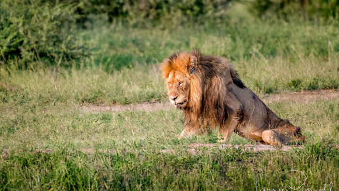 Chùm ảnh: khoảnh khắc cuối đời của vua sư tử Skar từng ngự trị đồng cỏ Nam Phi - Ảnh 1.