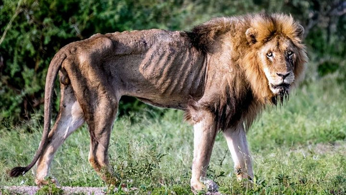 Chùm ảnh: khoảnh khắc cuối đời của vua sư tử Skar từng ngự trị đồng cỏ Nam Phi - Ảnh 2.