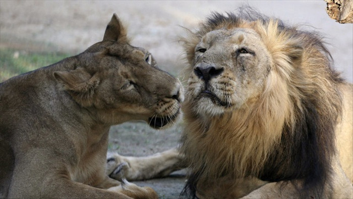 8 con sư tử ở sở thú Ấn Độ mắc Covid-19 - 1