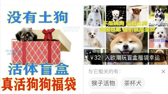Sự thật tàn ác phía sau cơn sốt hộp mù online ở Trung Quốc: Bán cả thú cưng còn sống - Ảnh 2.