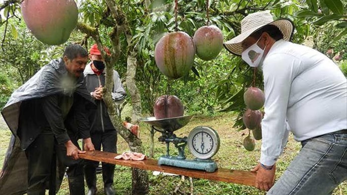 Vợ chồng nông dân thu trái xoài khủng 4,25kg lập kỷ lục thế giới - 2 Vợ chồng nông dân thu trái xoài khủng 4,25kg lập kỷ lục thế giới - 2