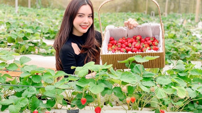 Bỏ việc, cắm sổ đỏ đi trồng dâu tây: Đón 3 vạn khách, thu 3 tỷ đồng mỗi năm - 1 Bỏ việc, cắm sổ đỏ đi trồng dâu tây: Đón 3 vạn khách, thu 3 tỷ đồng mỗi năm - 1