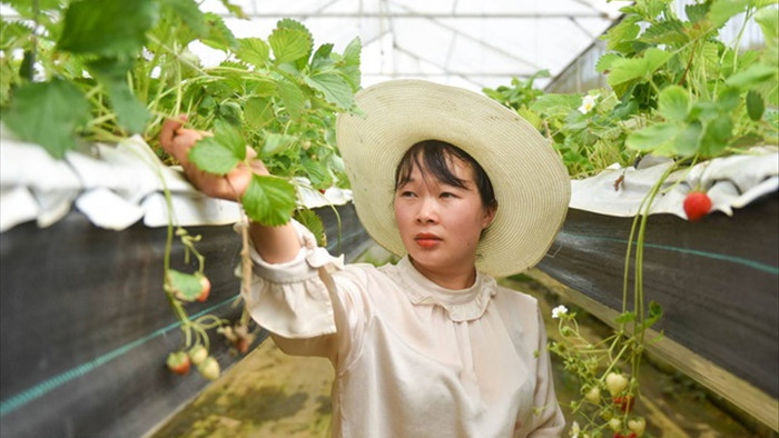 Bỏ việc, cắm sổ đỏ đi trồng dâu tây: Đón 3 vạn khách, thu 3 tỷ đồng mỗi năm - 14