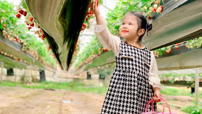 Bỏ việc, cắm sổ đỏ đi trồng dâu tây: Đón 3 vạn khách, thu 3 tỷ đồng mỗi năm - 11