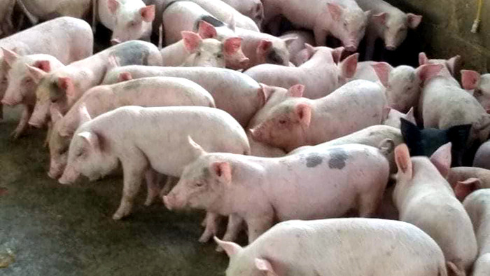Bỏ lương ngàn USD đi nuôi lợn, ngay năm đầu thắng lớn 1,7 tỷ đồng
