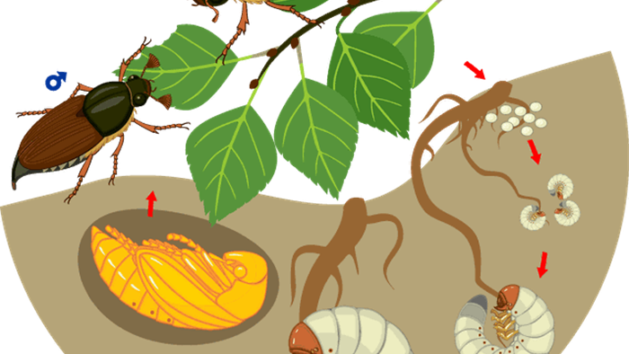 Tìm hiểu về loài bọ cánh cứng phá hoại mùa màng ở Việt Nam - 3