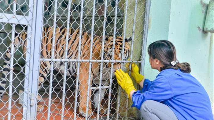 Lạ lùng người phụ nữ 20 năm tắm cho hổ, bắt rận cho sư tử - 5