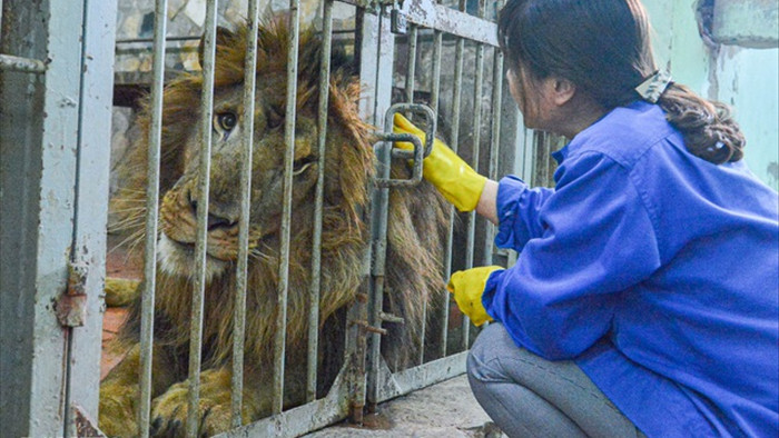 Lạ lùng người phụ nữ 20 năm tắm cho hổ, bắt rận cho sư tử - 2