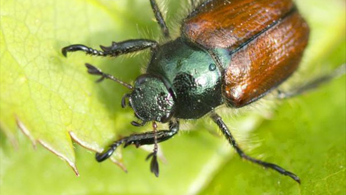 Tìm hiểu về loài bọ cánh cứng phá hoại mùa màng ở Việt Nam - 1