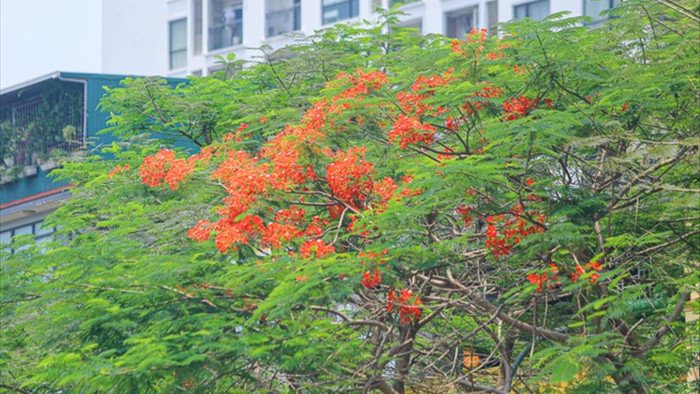 Phố phường Hà Nội rực rỡ sắc hoa phượng đỏ tháng 5 - 6