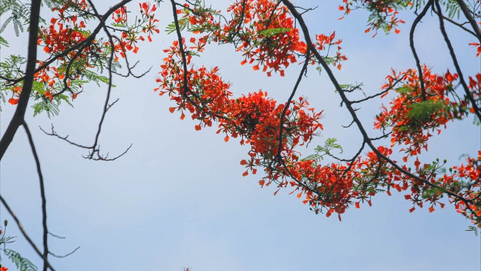 Phố phường Hà Nội rực rỡ sắc hoa phượng đỏ tháng 5 - 12