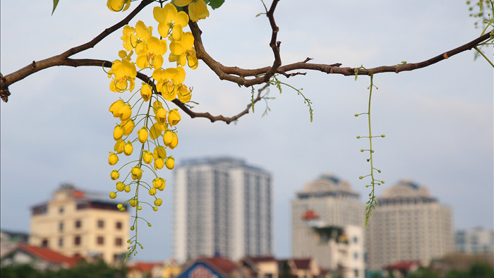 Hoa muồng hoàng yến đang nở đẹp rực rỡ tại Hà Nội - 10