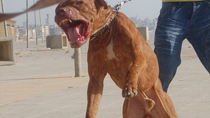 Hàm răng chó Pitbull khỏe cỡ nào mà cắn chết người như bỡn? - 2
