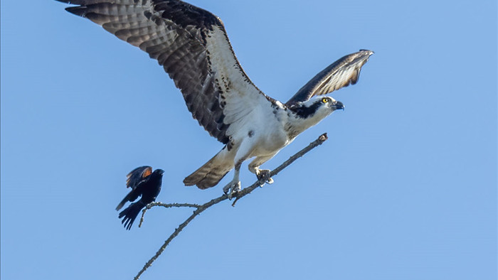 Nhiếp ảnh gia chụp được khoảnh khắc khó tin: Một con chim như đang quá giang trên nhành cây mà một con chim khác đang mang đi - Ảnh 1.