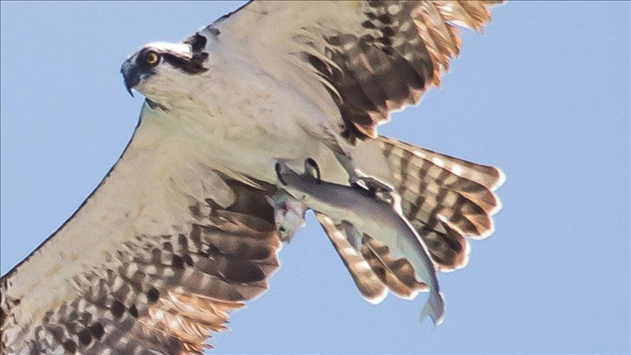 Nhiếp ảnh gia chụp được khoảnh khắc khó tin: Một con chim như đang quá giang trên nhành cây mà một con chim khác đang mang đi - Ảnh 2.