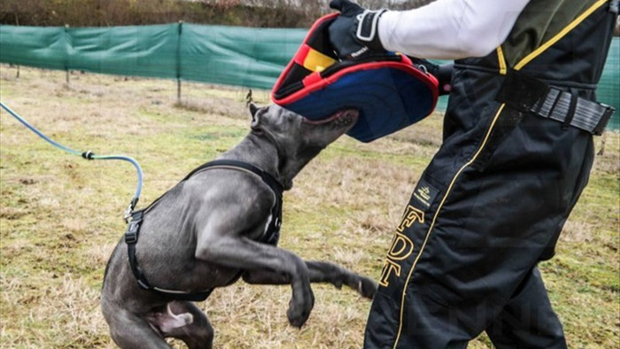 Chó Pitbull không bị cấm ở Việt Nam, nếu bị tấn công thì tự vệ thế nào? - 3