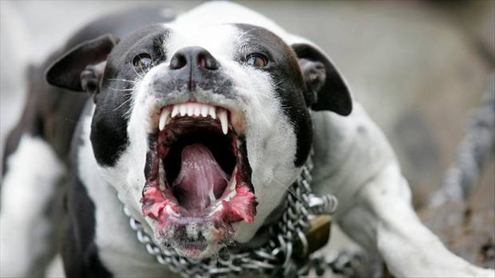 Chó Pitbull không bị cấm ở Việt Nam, nếu bị tấn công thì tự vệ thế nào? - 1