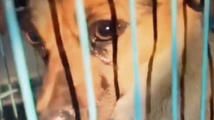 Chú chó mừng rơi nước mắt vì được giải cứu ngay khi sắp vào lò mổ - Ảnh 2.