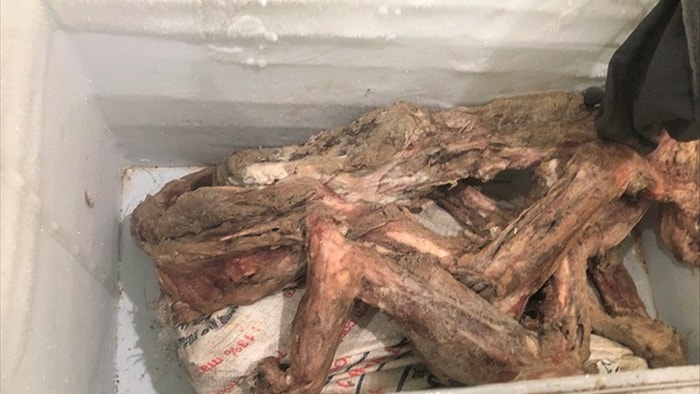 Bắt vụ đánh bạc, phát hiện chủ lò nấu cao chúa sơn lâm - 3 Bắt vụ đánh bạc, phát hiện chủ lò nấu cao chúa sơn lâm - 3