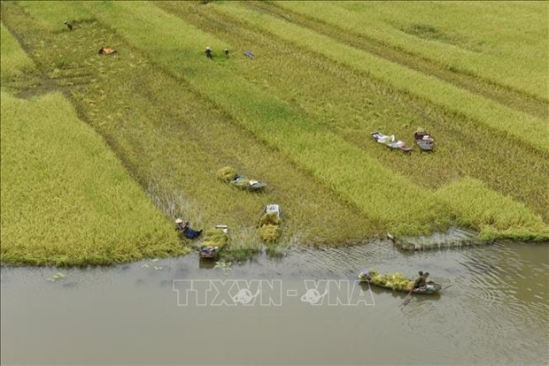 Ninh Binh: Dac sac mua gat o Tam Coc hinh anh 1