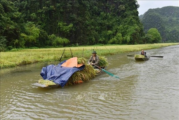 Ninh Binh: Dac sac mua gat o Tam Coc hinh anh 2