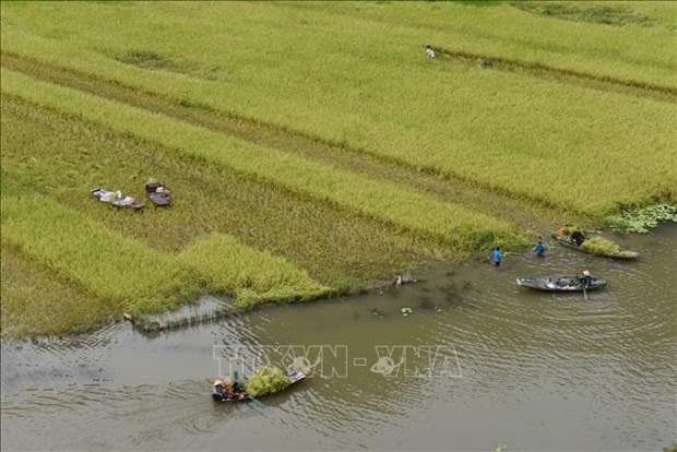 Ninh Binh: Dac sac mua gat o Tam Coc hinh anh 4