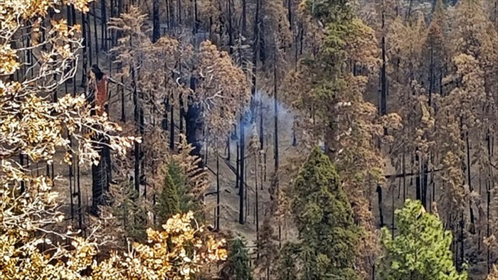 Loài cây lạ vẫn âm ỉ cháy và bốc khói sau gần một năm cháy rừng - 1