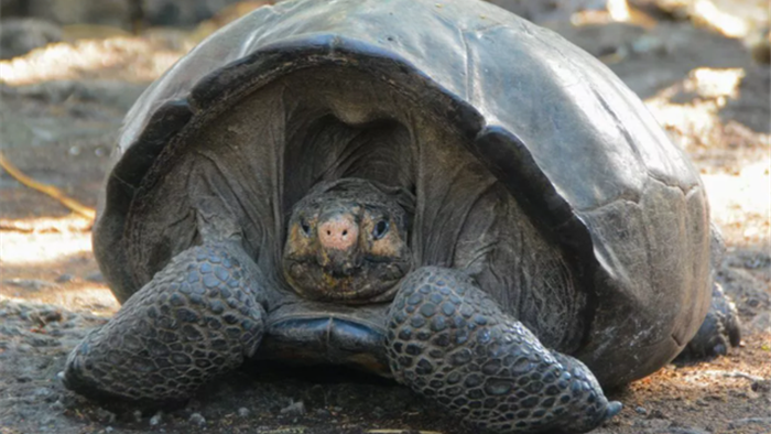 Phát hiện rùa khổng lồ tưởng như đã tuyệt chủng 112 năm - 1